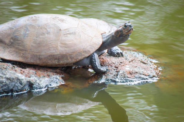 istock Turtles sunbathing on a stone in a lake 1421176863