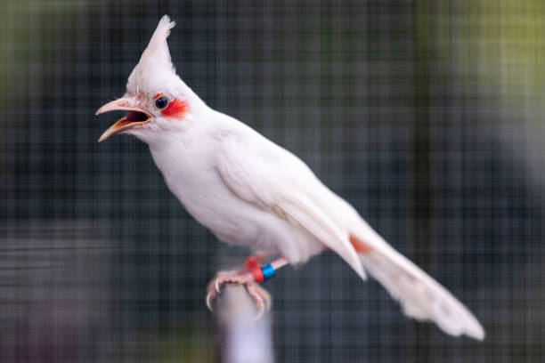 Beautiful bird in Asian, It is a kind of bird found in Thailand.