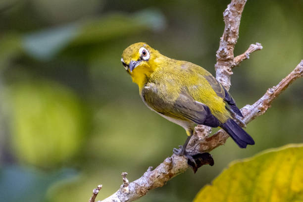 istock Beautiful bird in Asian. 1421177545