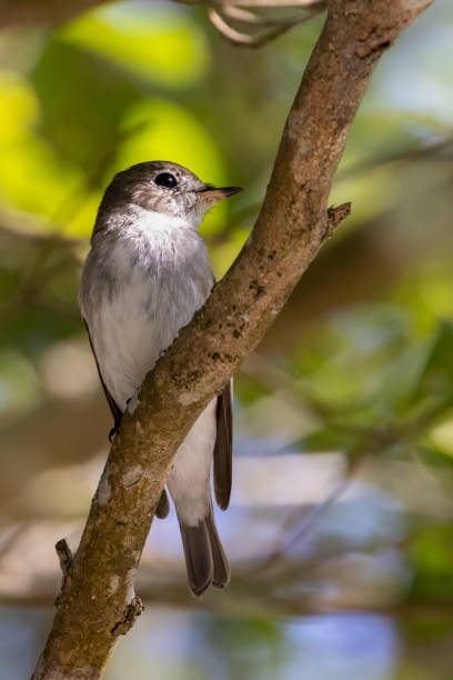 istock Beautiful bird in Asian. 1421177673
