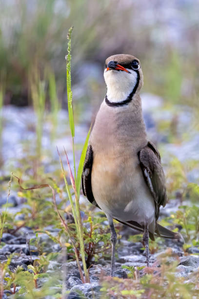 istock Beautiful bird in Asian. 1421177694