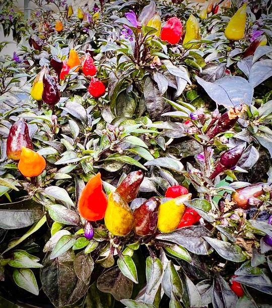 Although non edible these chilis add vitality and multi hued color to your landscape