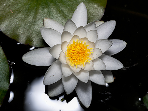 Pond lily close up
