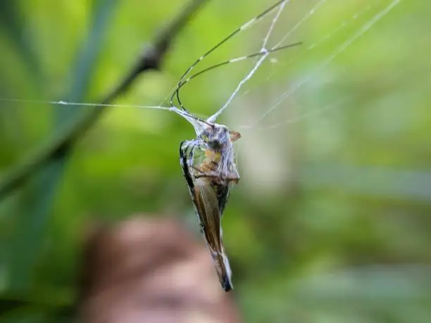 Photo of Trapped grasshopper