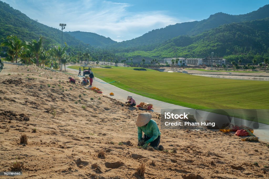 Worker planting grasses Worker planting grasses on the field, Khanh Hoa province, central Vietnam Planting Stock Photo