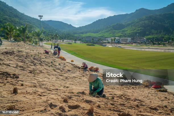 Worker Planting Grasses Stock Photo - Download Image Now - Planting, Tree, Vietnam