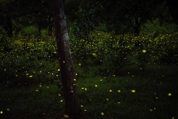 istock Firefly flying in the forest. Fireflies in the bush at night 1421184589