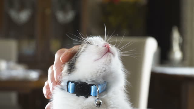 A cute tabby kitten enjoys the caress of the owner
