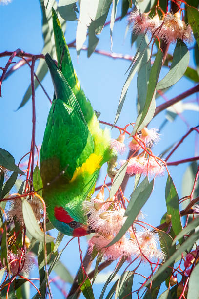 istock Musk Lorikeet feeding on flowering gum nectar 1421186257