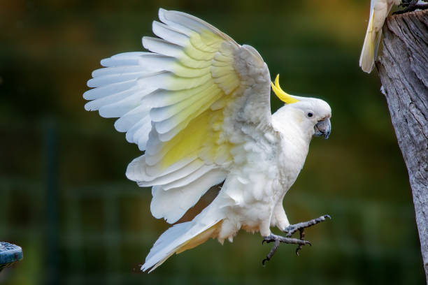 istock Sulphur Crested Cockatoo (Cacatua galerita) 1421186329