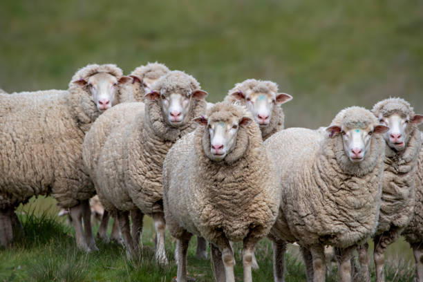 パドックのメリノ羊 - merino sheep ストックフォトと画像