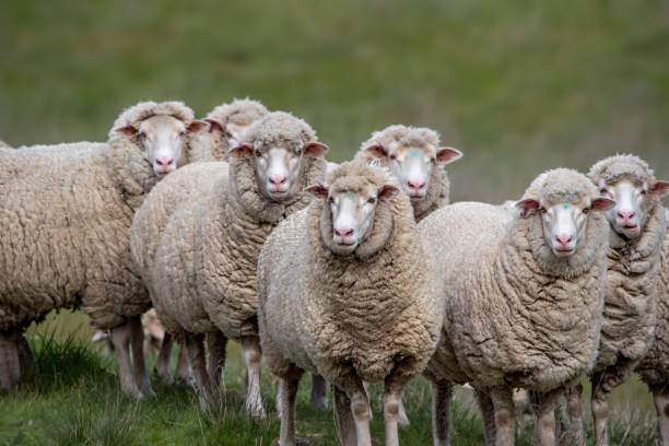 istock Merino Sheep out in the paddock 1421187095