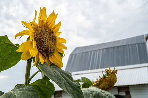 Sunflowers with a barn in the background