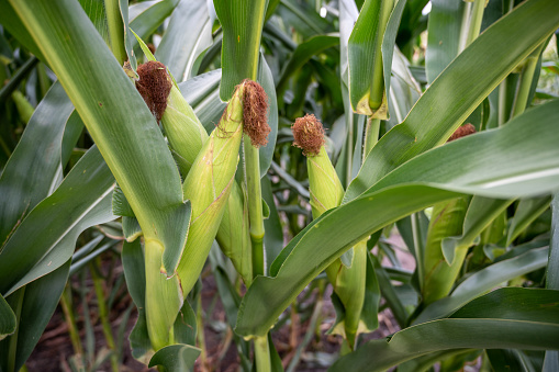 Green ears of corn