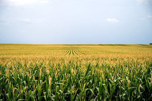 Un campo de maíz al atardecer photo