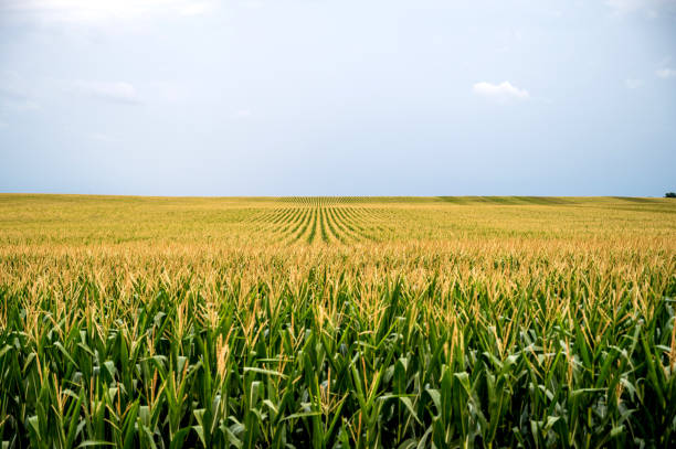 un campo de maíz al atardecer - arable fotografías e imágenes de stock