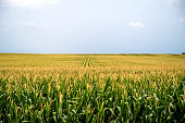 istock A field of corn at dusk 1421187500