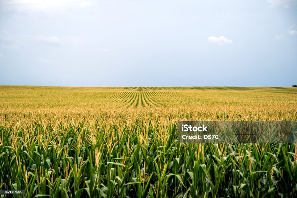 A field of corn at dusk Corn - Crop Stock Photo