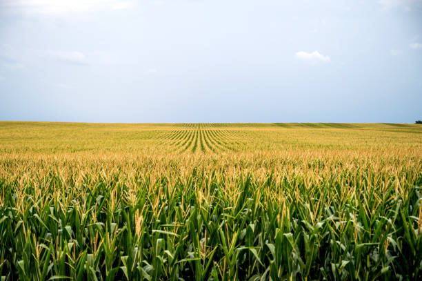 A field of corn at dusk A field of corn at dusk agricultural field stock pictures, royalty-free photos & images
