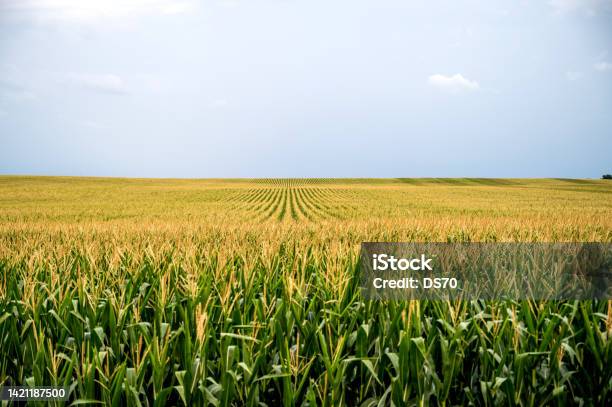 A Field Of Corn At Dusk Stock Photo - Download Image Now - Corn - Crop, Corn, Agricultural Field