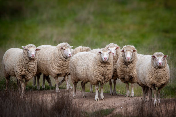 パドックのメリノ羊 - merino sheep ストックフォトと画像