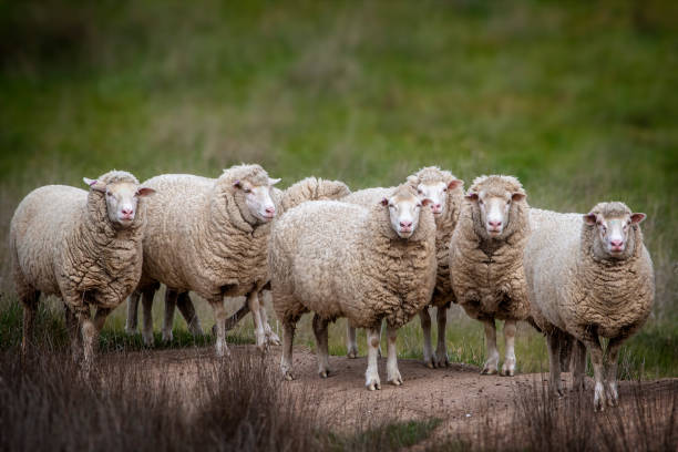 Merino Sheep out in the paddock stock photo