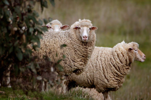 istock Merino Sheep out in the paddock 1421187983