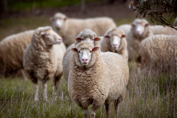 Merino Sheep out in the paddock Herd of Merino Sheep grazing in a paddock sheep stock pictures, royalty-free photos & images