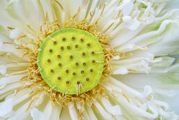 istock lotus pollen Close up white lotus flower 1421189705
