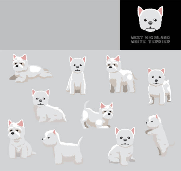 Dog West Highland White Terrier Cartoon Vector Illustration Color Variation Set Animal Cartoon EPS10 File Format west highland white terrier stock illustrations