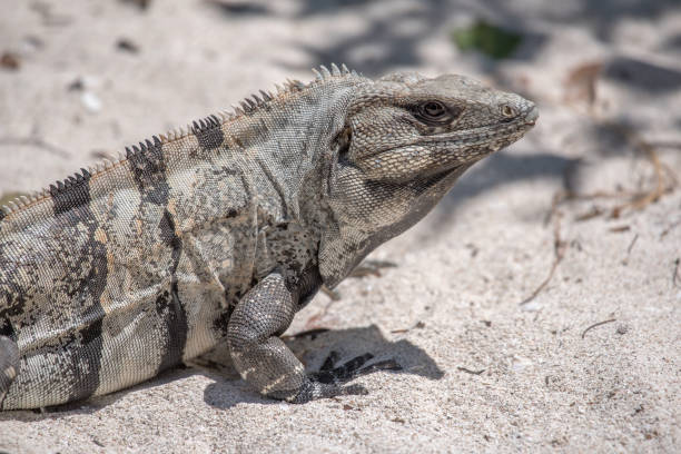istock Mexican Iguana resting on a rock in Tulum, Mexico 1421193949