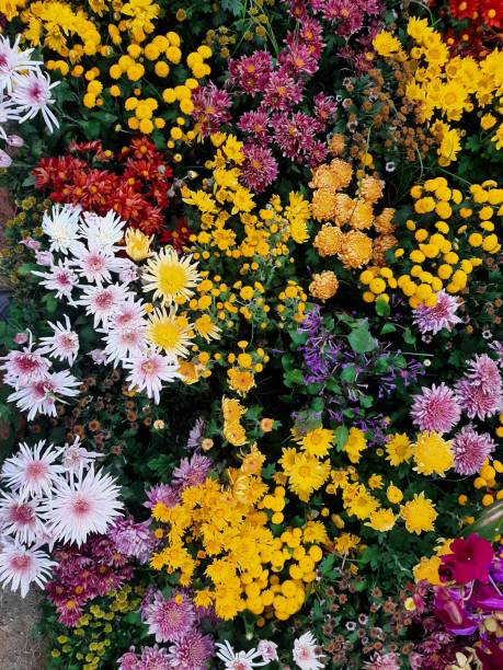 istock A collection of flowers 1421194737