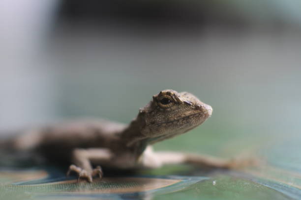 istock A species of lizard on the floor 1421195979