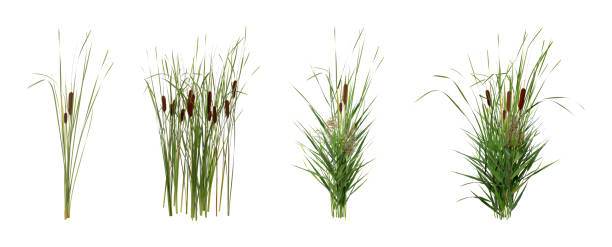 Set with beautiful green reed on white background. Banner design