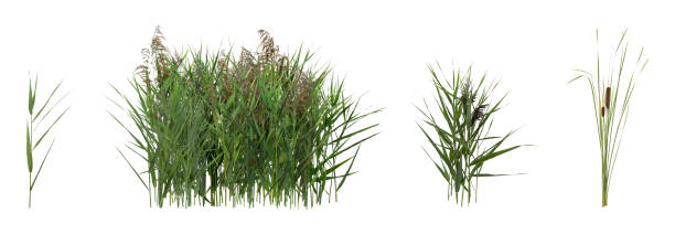 istock Set with beautiful green reed on white background. Banner design 1421198159