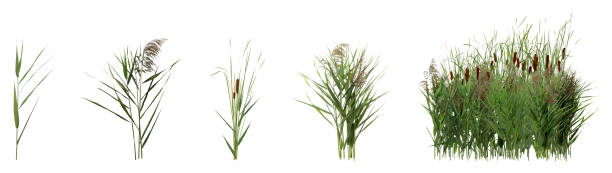 istock Set with beautiful green reed on white background. Banner design 1421198169