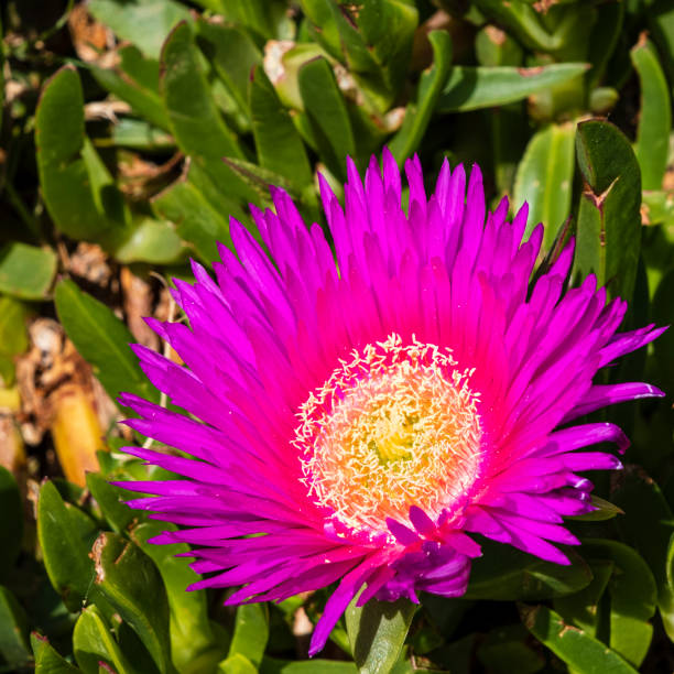 istock Carpobrotus edulis, native to South Africa 1421199147