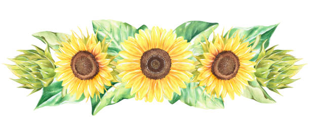 Sunflowers border .Watercolor illustration.Isolated on a white background. Sunflowers border. Watercolor botanical illustration. Isolated on a white background. For design of garden supplies, kitchen accessories, decorative tape, banner, print, dishes. helianthus stock illustrations
