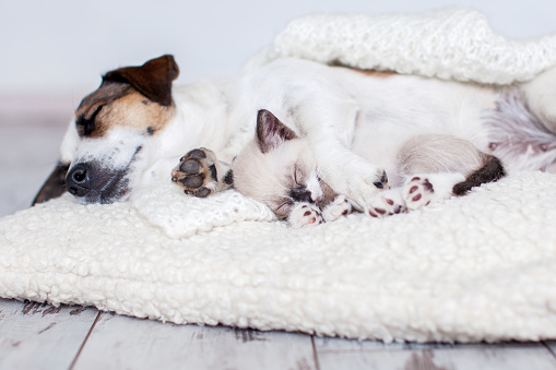 Dog and cat sleeping together. Dog and small kitten on white blanket at home