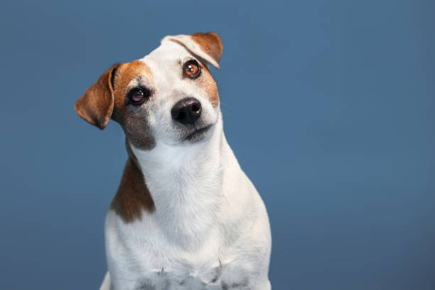 istock Portrait of a dog on a blue background 1421200331