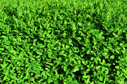 Beautiful background of juicy young green leaves. Natural background, fresh green juicy color.