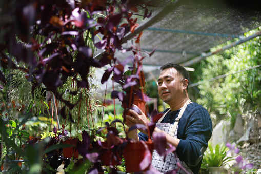 Asian mid adult man taking care potted plants in greenhouse, agriculture and farming concept