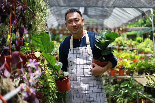 Asian mid adult man taking care potted plants in greenhouse, agriculture and farming concept