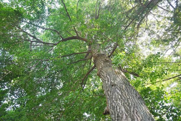 istock A female ginkgo tree and ginkgo nuts. 1421202782