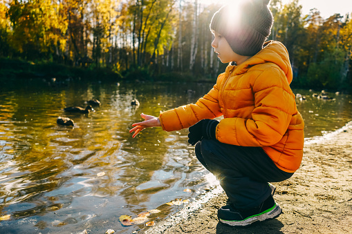 Little boy feed ducks on the lake in autumn, copy space. Beautiful sun light.