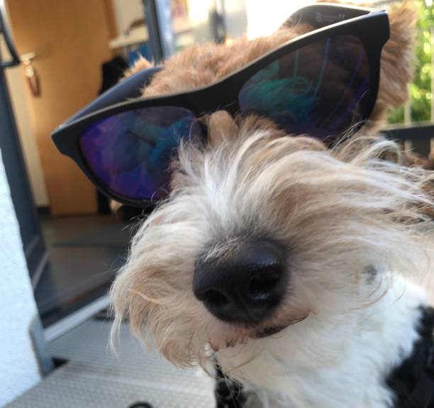 istock A dog with sunglasses in the holiday feeling 1421203526