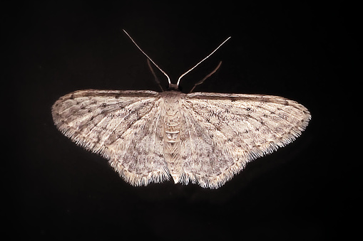 Idaea seriata Small Dusty Wave Moth Insect. Digitally Enhanced Photograph.