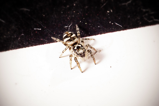 Eusparassus dufouri spider. Family Sparassidae. Spider isolated on a white background