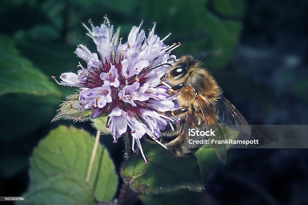 Apis mellifera Western Honey Bee Insect Apis mellifera Western Honey Bee Insect. Digitally Enhanced Photograph. Animal Stock Photo