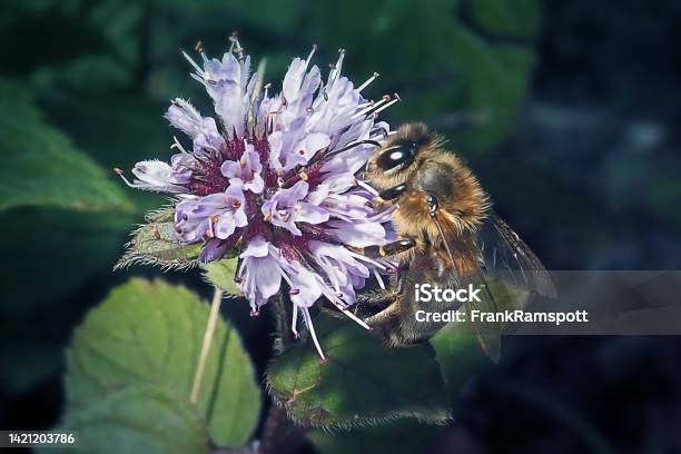 Apis Mellifera Western Honey Bee Insect Stock Photo - Download Image Now - Animal, Animal Body Part, Animal Wildlife